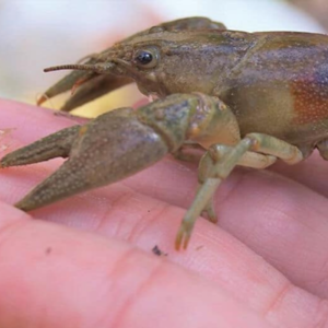 Crayfish