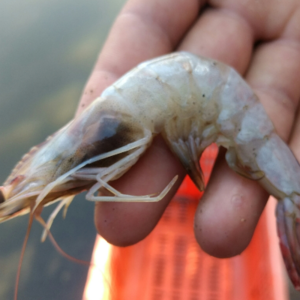 White Shrimp
