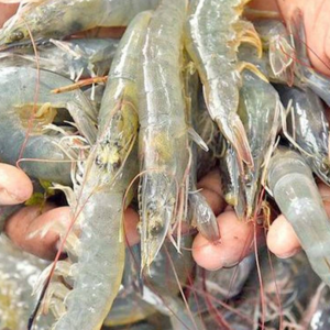 Vannamei Shrimp