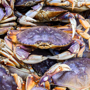 Dungeness crab