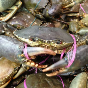 Mud Crabs
