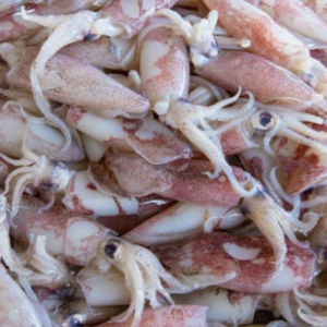 Frozen Squids