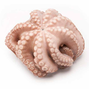 Frozen Octopus