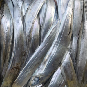 Ribbonfish