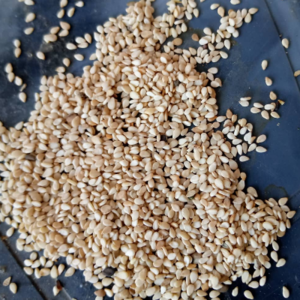 Sesame