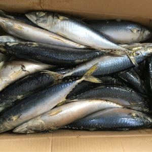 Mackerel