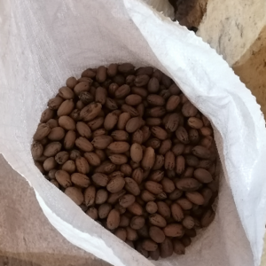 Pecan