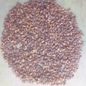Cacao