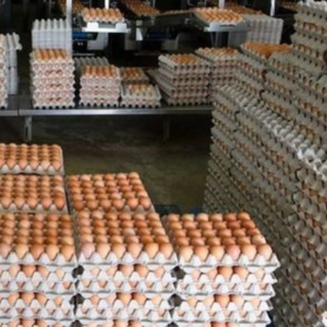 Farm Fresh Table Chicken Eggs ,FROZEN CHICKEN FEET, FROZEN BEEF,HALAL FROZEN WHOLE CHICKEN