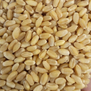 Wheat Grain
