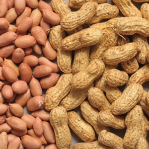 Groundnut