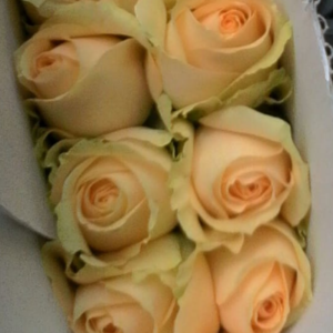 Dutch Roses , Roses, Reds - taj mahal, Yellow - gold strike, Light pink - novels, Dark pink - Hot shot, Pink - Revival, White - Avalanche, Peach - Peach Avalanche