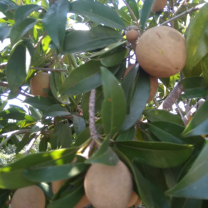 Chikku, Sapodilla