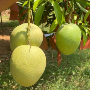 Fresh Mangoes