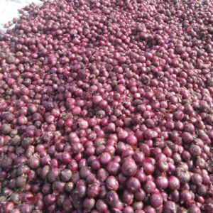 Red Onion