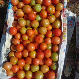 Tomato