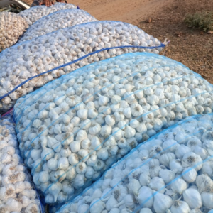 Garlic