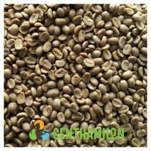 Coffee Bean (Green - Roasted)