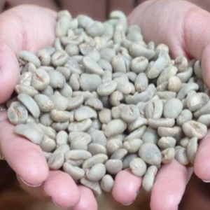 Green and Roasted Coffee Beans Indonesia