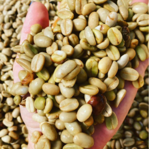 Green and Roasted Coffee Beans Hawaii-USA