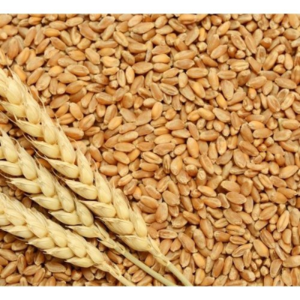 Wheat
