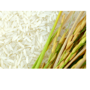 RICE