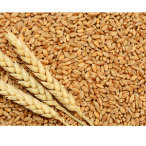 WHEAT