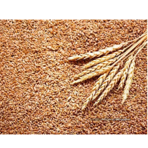 WHEAT