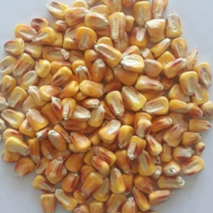 Yellow corn for animal feed