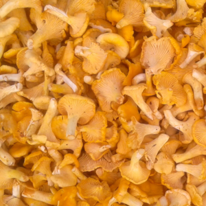 Fresh chanterelles