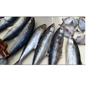 FISH