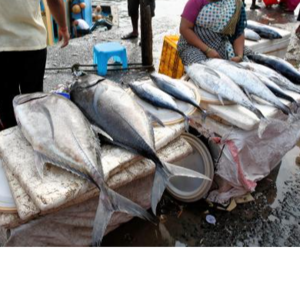 FISH