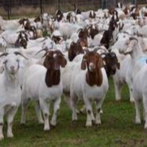 Boer Goats, live sheep &amp; Live Goats, Dorpers, Kalahari Reds, Saanen, Merinos &amp; cattle, Sheep &amp; beef slaughter and fattening bulls
