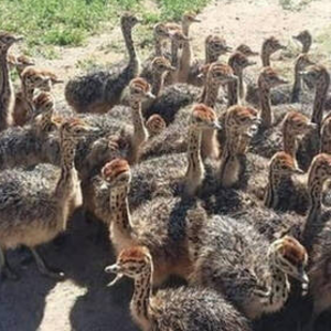 OSTRICH CHICKS. LIVE OSTRICH BIRDS, OSTRICH EGGS, FERTILE EGGS, DAY OLD CHICKS, CHICKEN TABLE EGGS, CHICKEN FERTILE EGGS, FROZEN CHICKEN