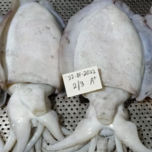Cuttlefish Whole