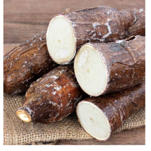CASSAVA