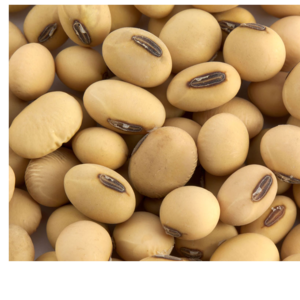 SOYBEAN