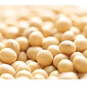 SOYBEAN