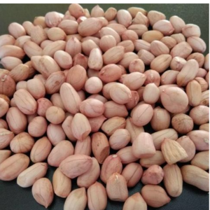 GROUNDNUT