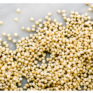 SORGHUM