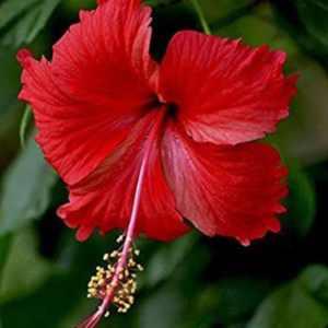 HIBISCUS