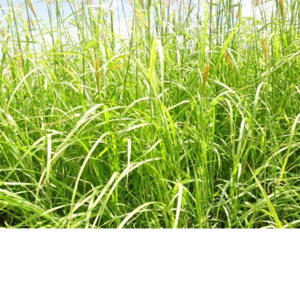 Rhodes grass