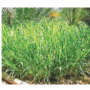Rhodes grass