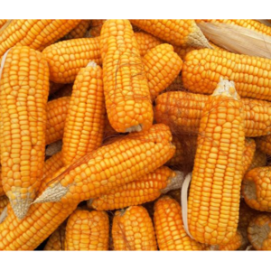 MAIZE