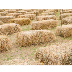 RICE STRAW