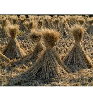 RICE STRAW