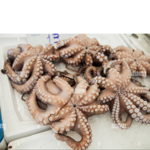 octopus