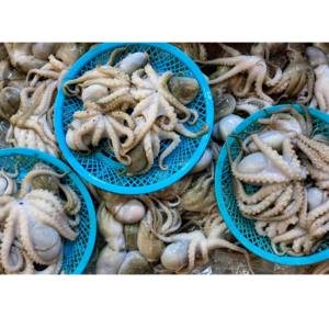 octopus