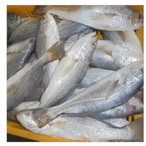 CROAKER FISH