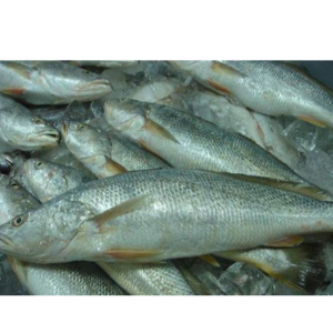 CROAKER FISH